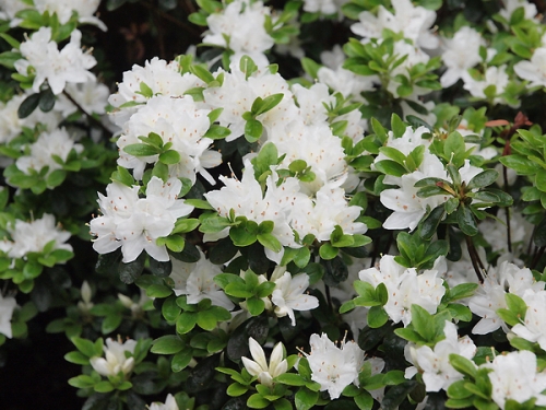 Azalia japońska 'Luzi'